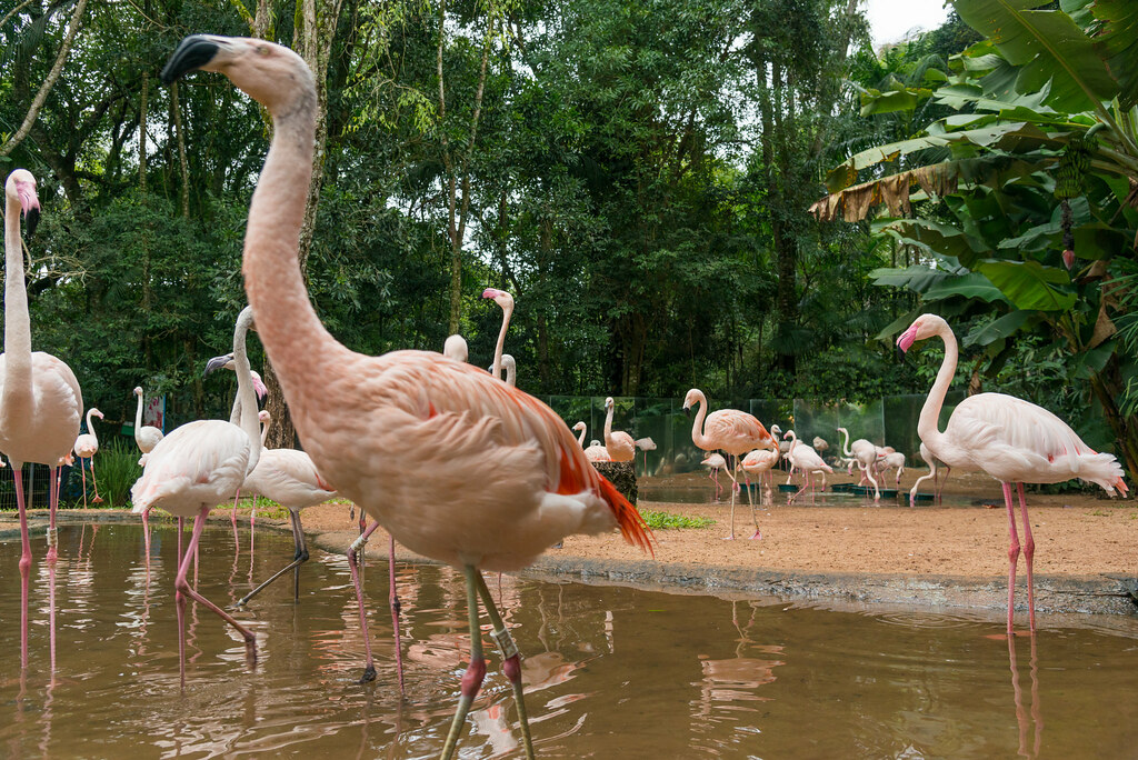 Parque das Aves em Foz do Iguacu
